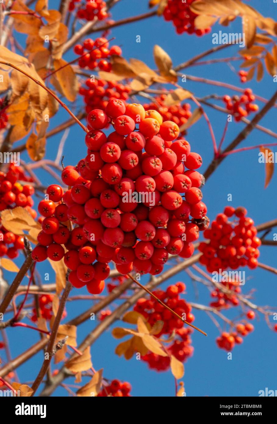 Rowan (Sorbus aucuparia) frutta e foglie in autunno. Bacche di cenere di montagna sul ramo Foto Stock