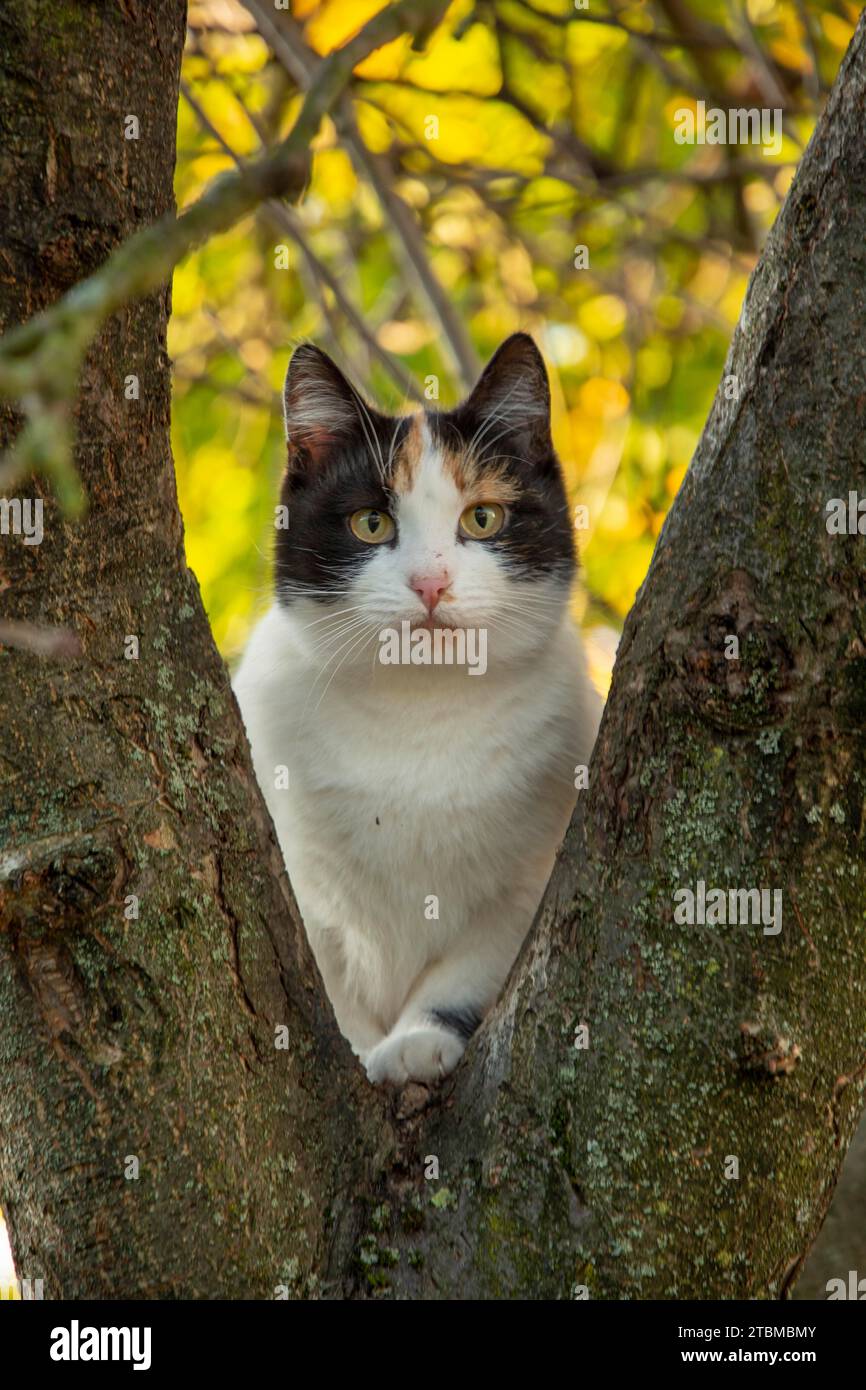 Ritratto di un gatto in posa tra due rami di un melo Foto Stock