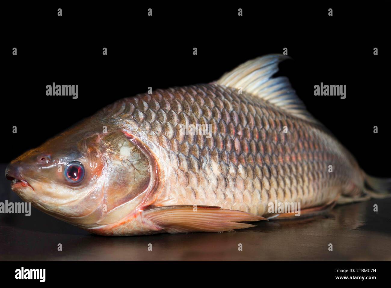 Una carpa d'erba (Ctenopharyngodon idella), nota anche come l'amur bianca, selvatica catturata da Myramar, fotografia gastronomica con sfondo nero Foto Stock