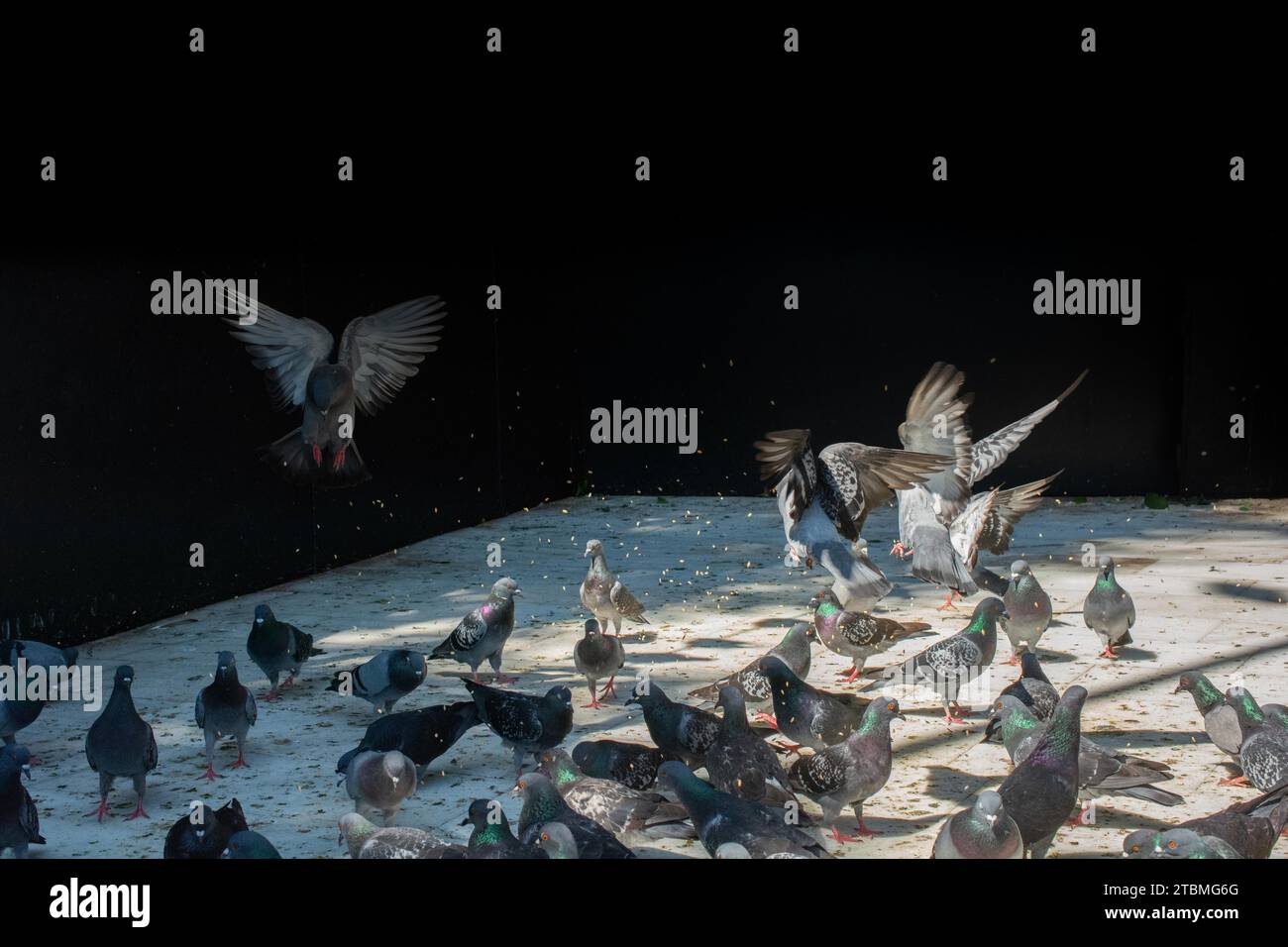 Adorabili uccelli piccione, colombe della città vivono in un ambiente urbano Foto Stock