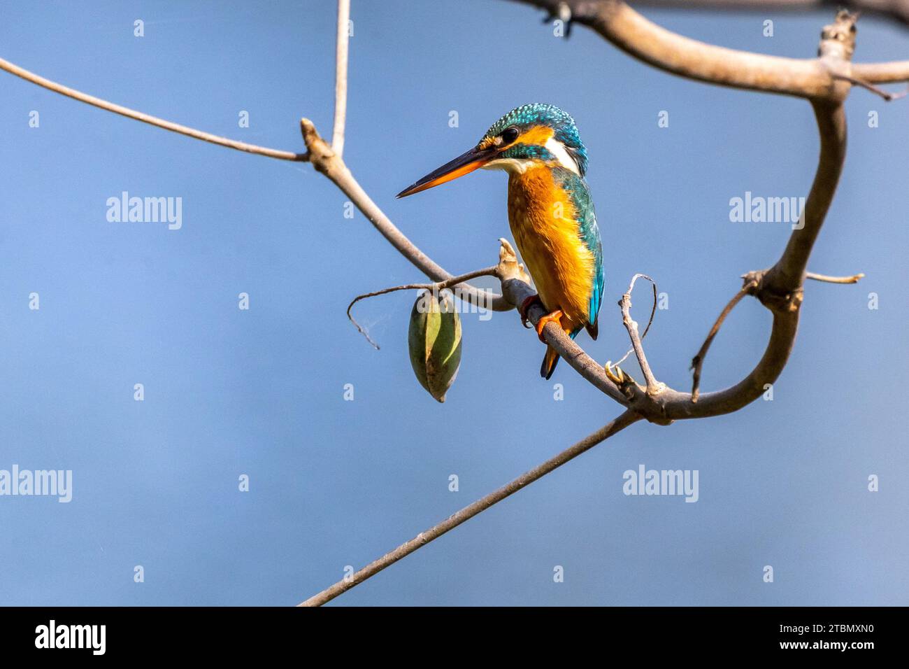 Uccelli in Bangladesh Foto Stock