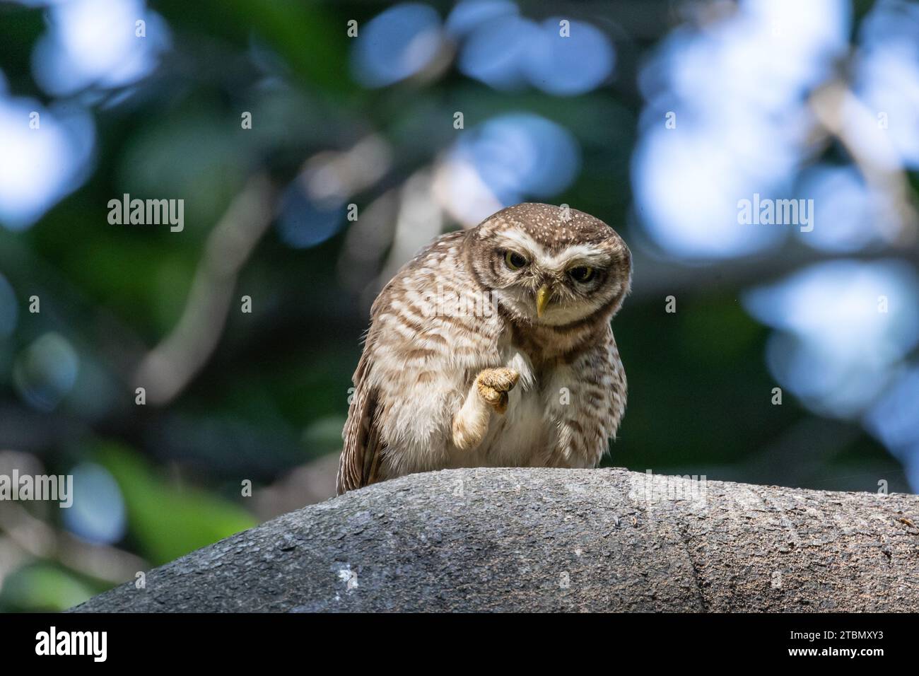 Uccelli in Bangladesh Foto Stock