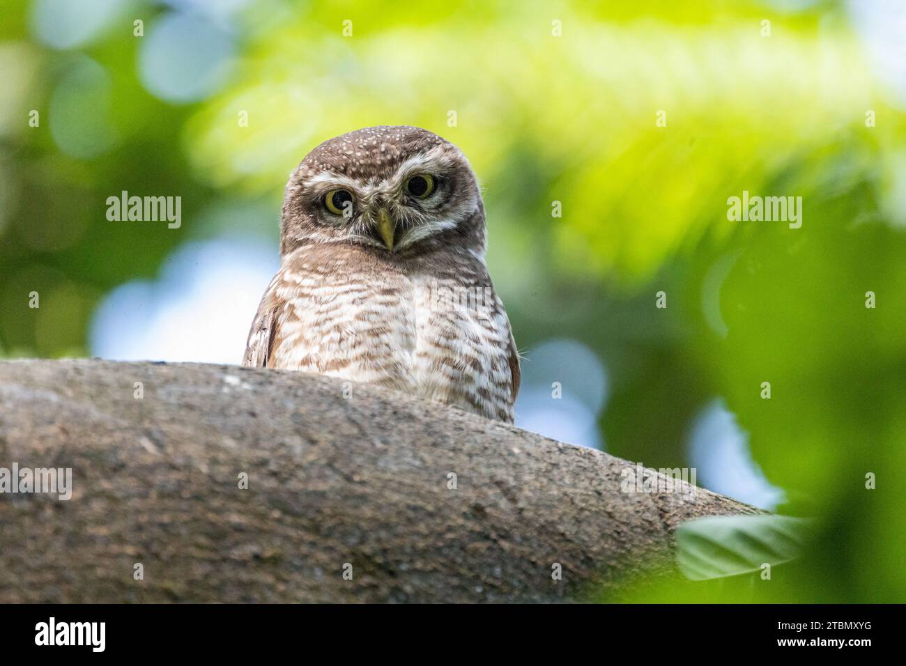 Uccelli in Bangladesh Foto Stock
