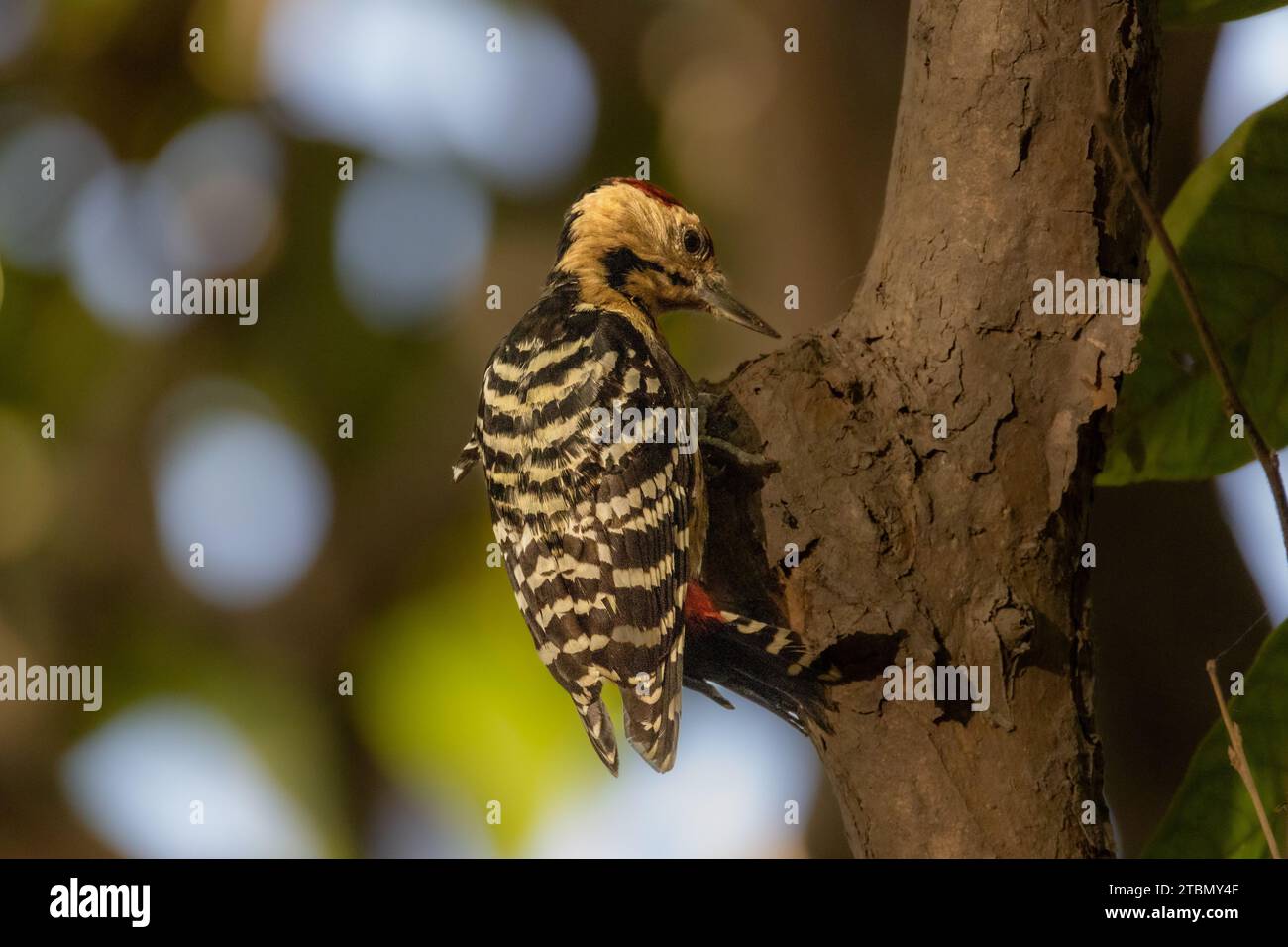 Uccelli in Bangladesh Foto Stock