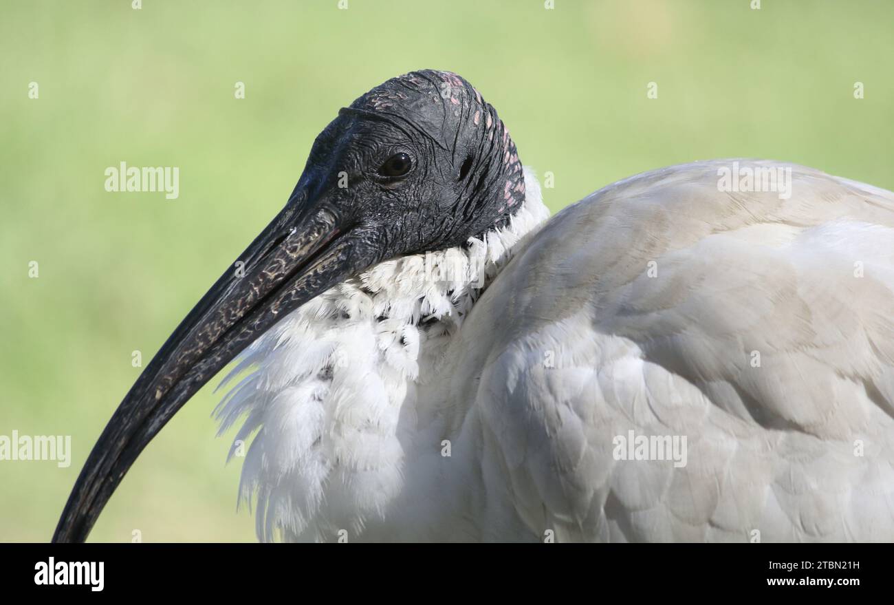 Ritratto ravvicinato di un uccello ibis bianco australiano Foto Stock