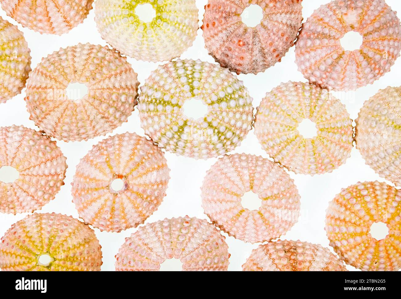 conchiglia di riccio di mare isolata su sfondo bianco Foto Stock