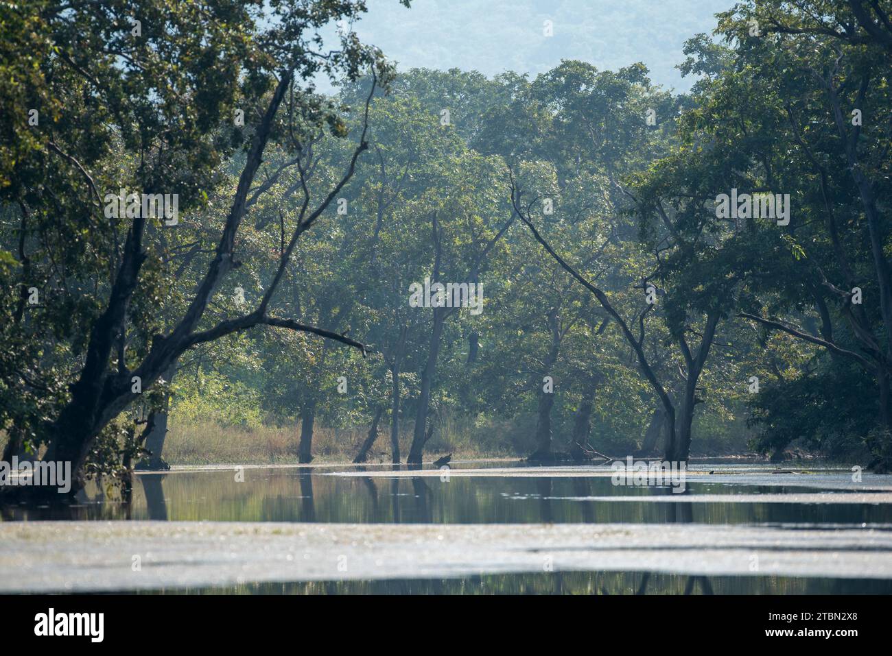 Sfondo naturale di una foresta con alberi e laghi. Foto Stock