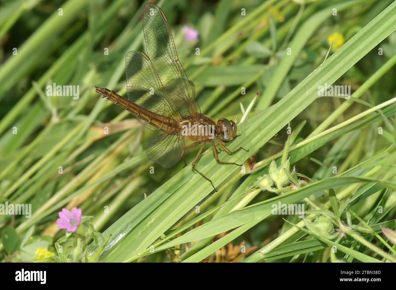 Primo piano dettagliato su una libellula Scarlet-darter, Crocothemis erythraea, seduta nell'erba Foto Stock