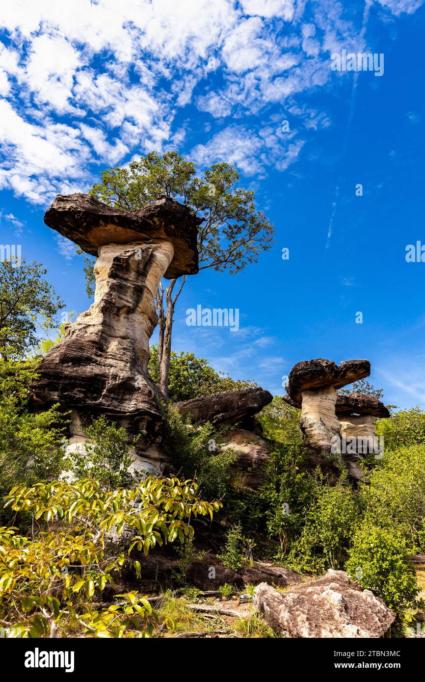 Parco nazionale PHA Taem, rocce erose di funghi "Sao Chaliang", sito di dipinti rupestri, Ubon Ratchathani, Isan, Thailandia, sud-est asiatico, Asia Foto Stock