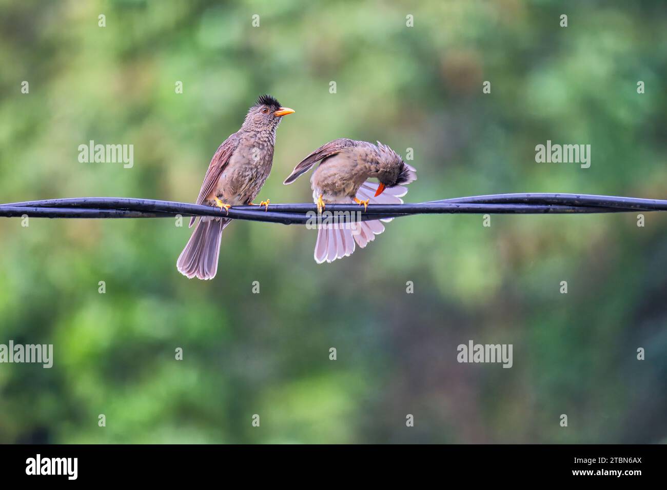 2 uccelli endemici delle Seychelles bulbul su cavi elettrici Foto Stock
