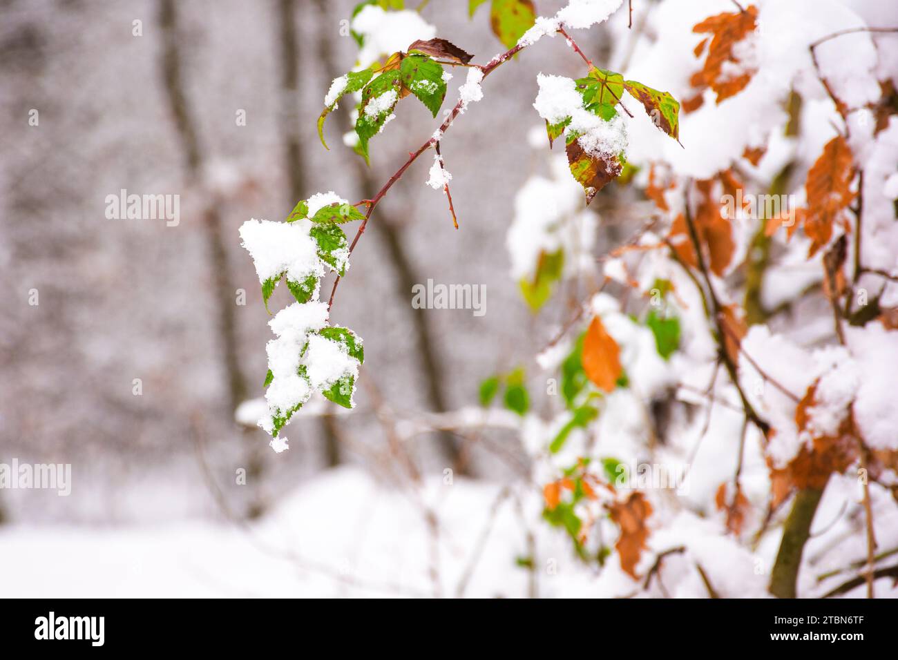 verde fogliame sulla neve. sfondo naturale in inverno Foto Stock