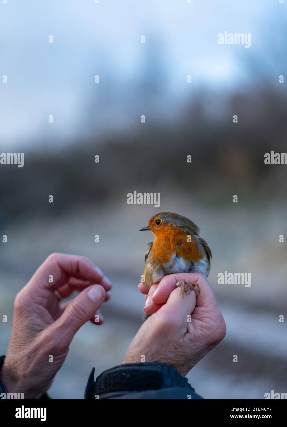 Un uccello in mano - uccello che suona in inverno Foto Stock