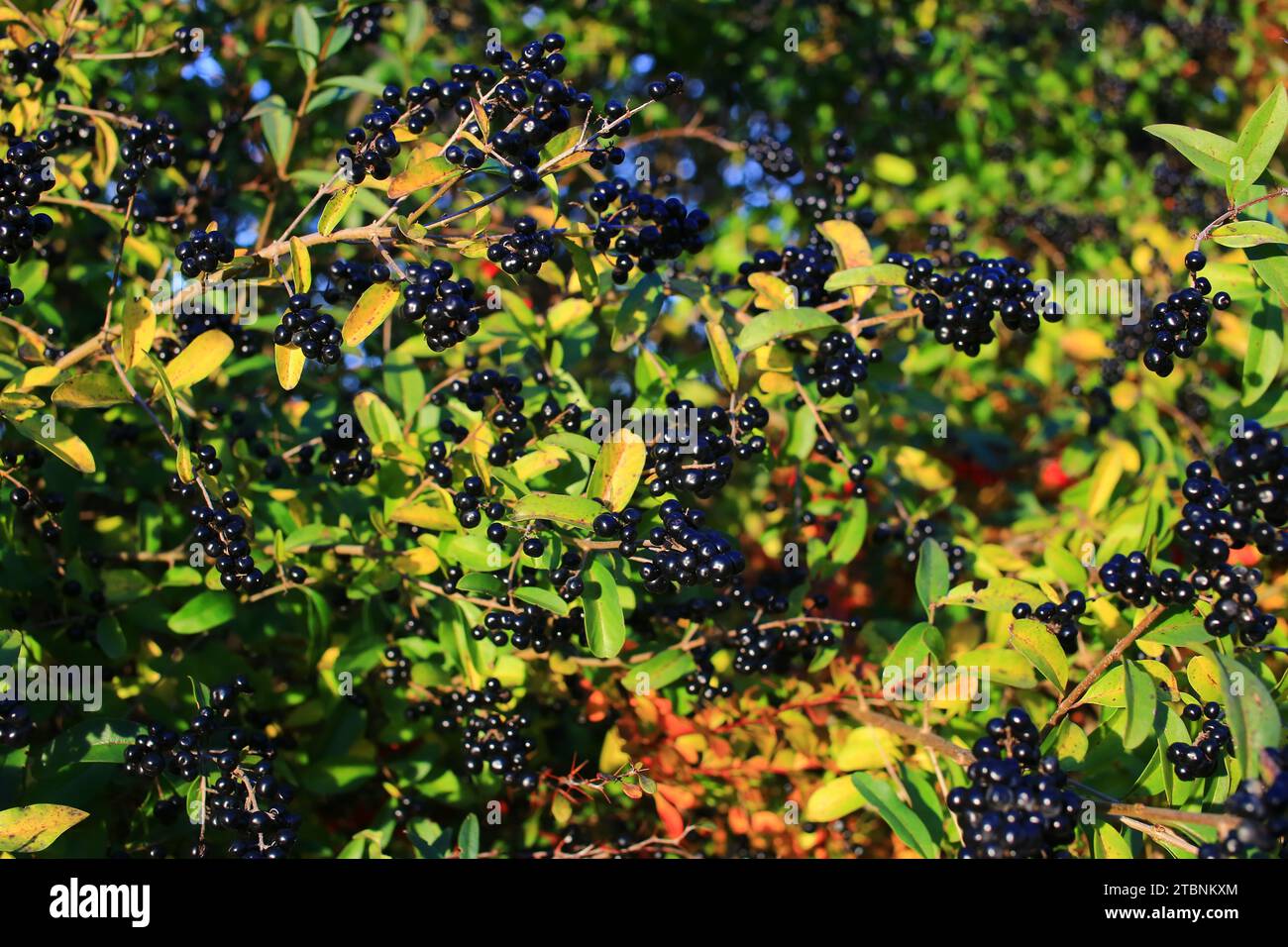 Siepi privet (Ligustrum vulgare) alla luce del sole autunnale. Foto Stock