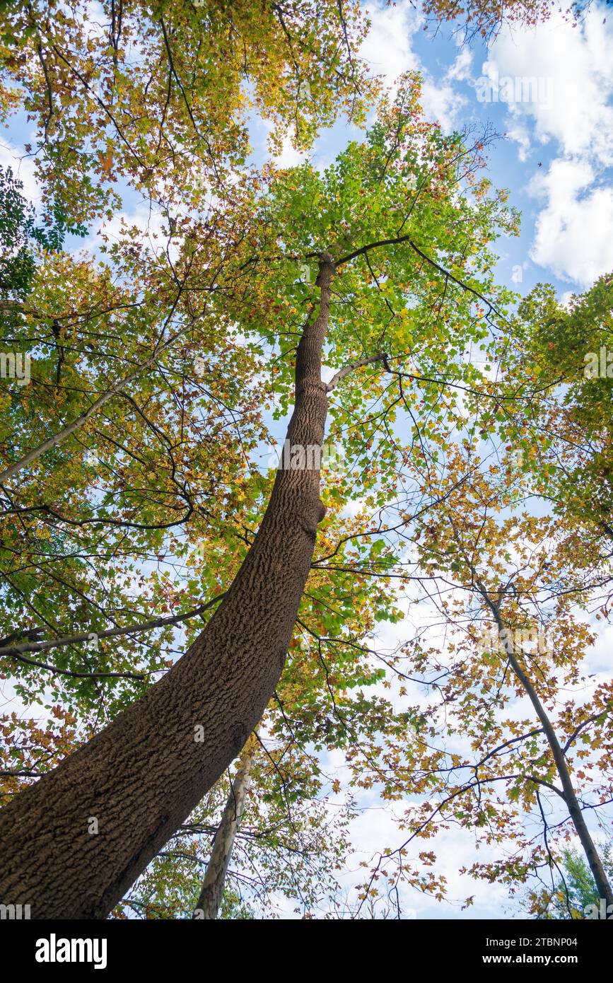 Tree Canopy presso il Cuyahoga Valley National Park in Ohio, Stati Uniti Foto Stock