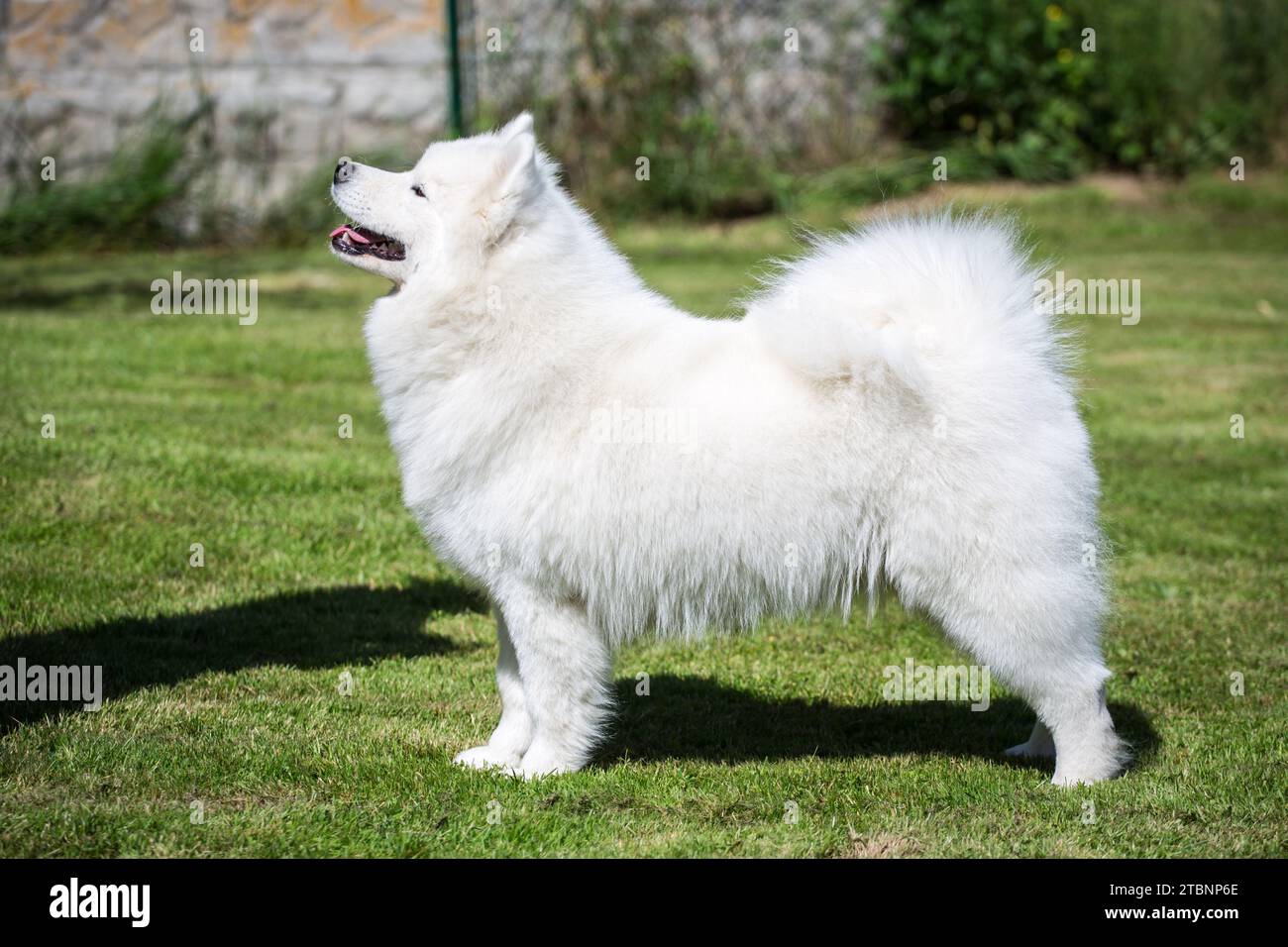 Cane samoiedo Foto Stock