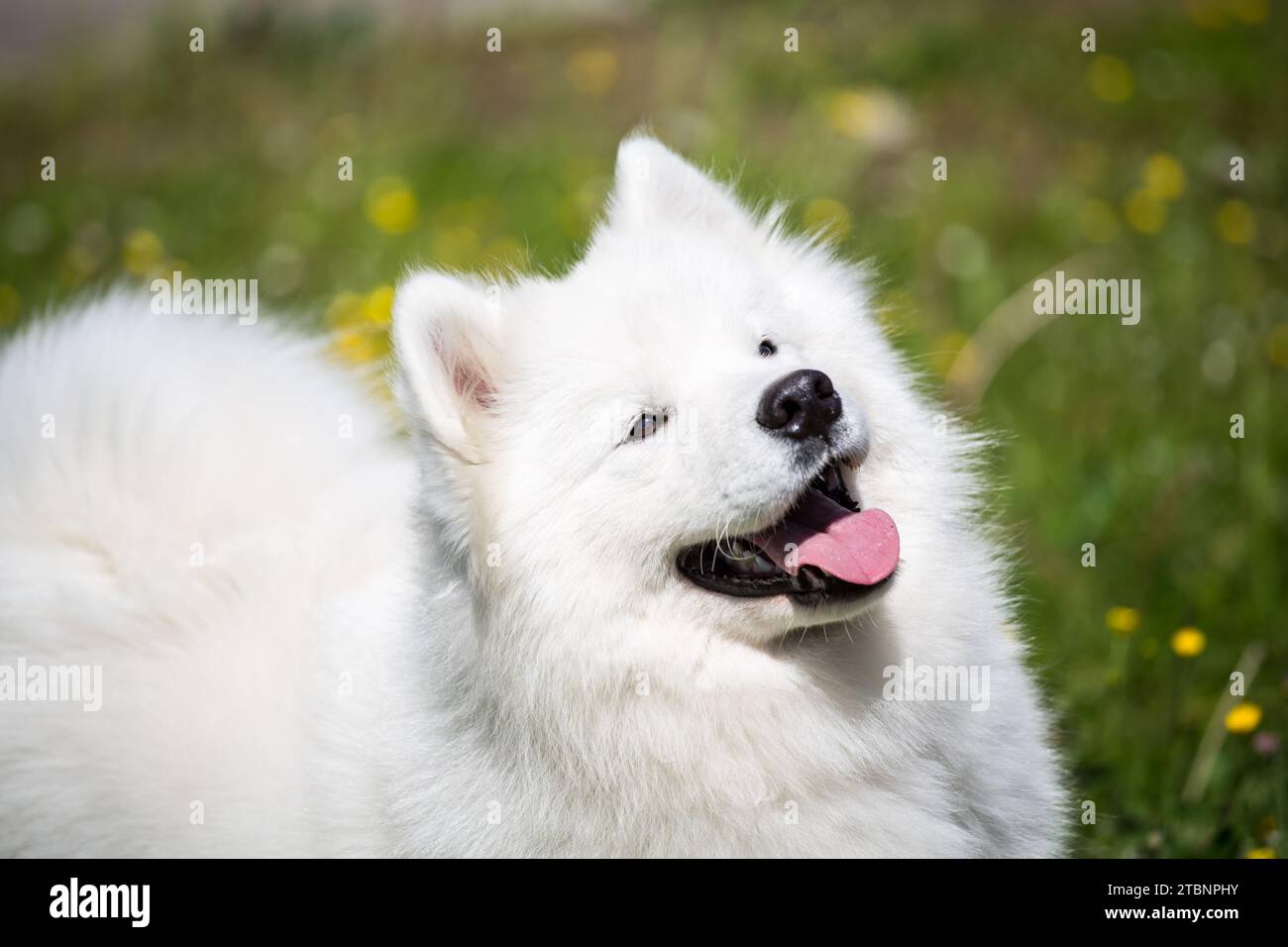 Cane samoiedo Foto Stock