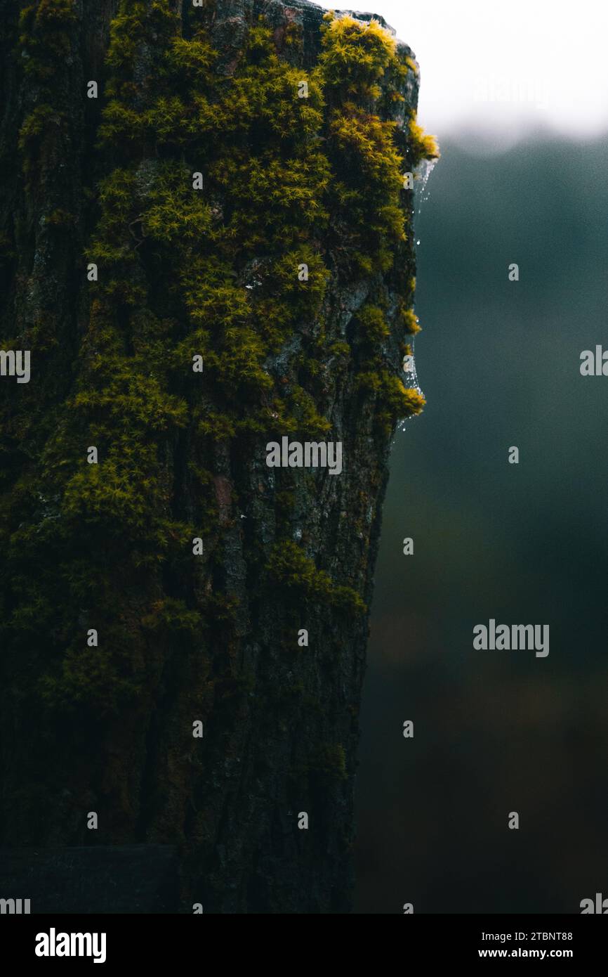 Primo piano di un palo di legno mossy. Foto Stock