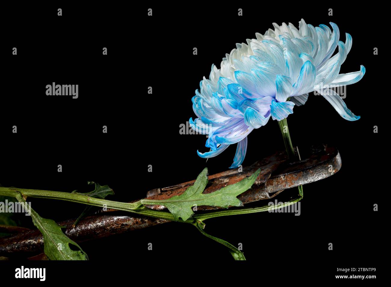 Natura morta creativa con una vecchia chiave arrugginita e un fiore di crisantemo bianco-blu su sfondo nero Foto Stock