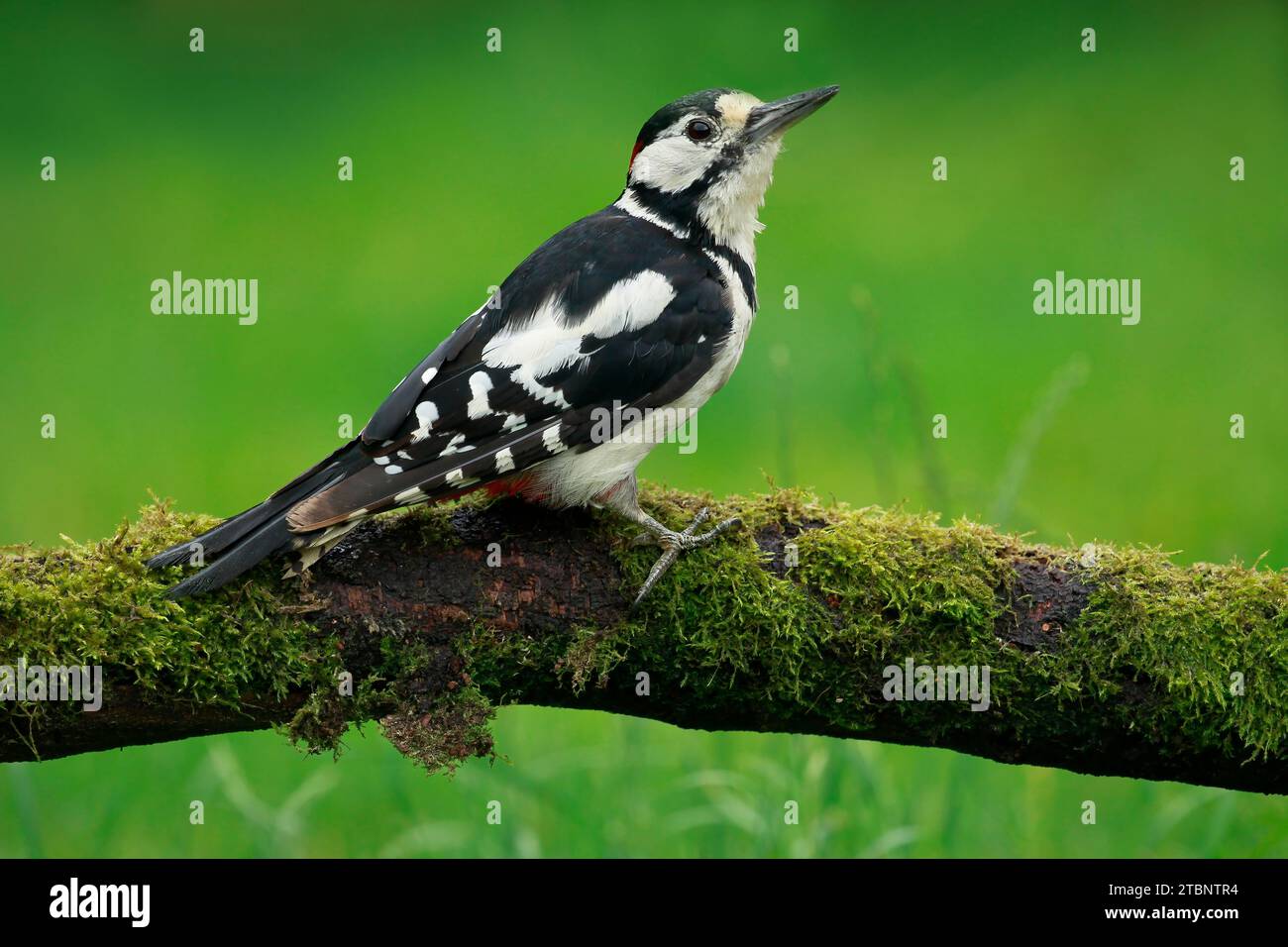 Great Spotted Woodpecker per adulti Foto Stock