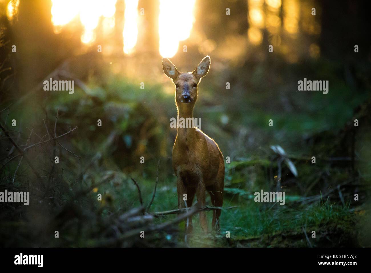 Un capriolo femmina retroilluminato in una foresta Foto Stock