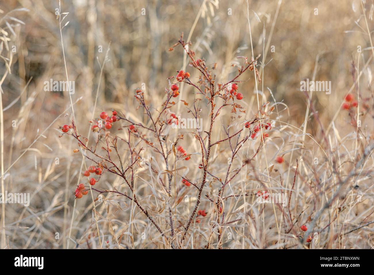Bacche rosse vivaci su un arbusto ricoperto di ghiaccio in un campo invernale Foto Stock