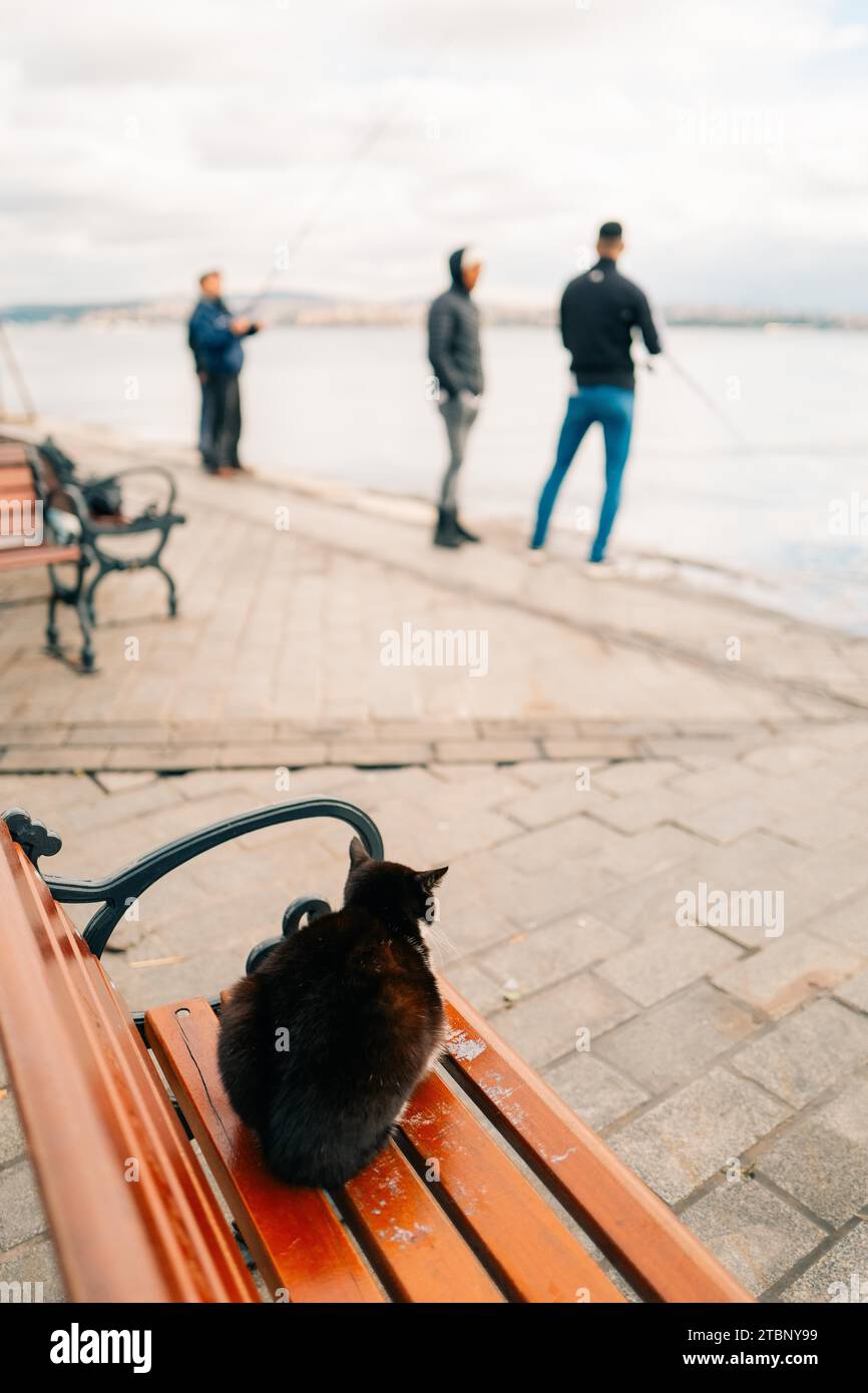 Un gatto nero guarda i pescatori in riva al mare a Istanbul Foto Stock