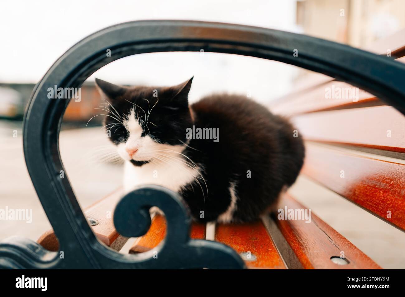 Un gatto nero guarda i pescatori in riva al mare a Istanbul Foto Stock