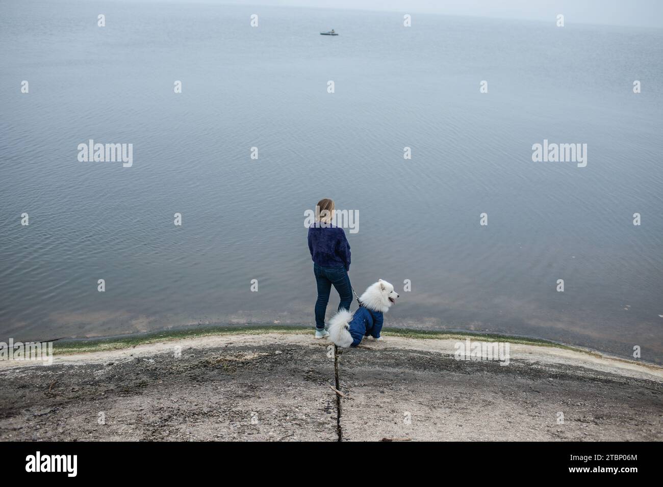 La ragazza cammina con un cane Samoyed bianco e soffice in natura Foto Stock