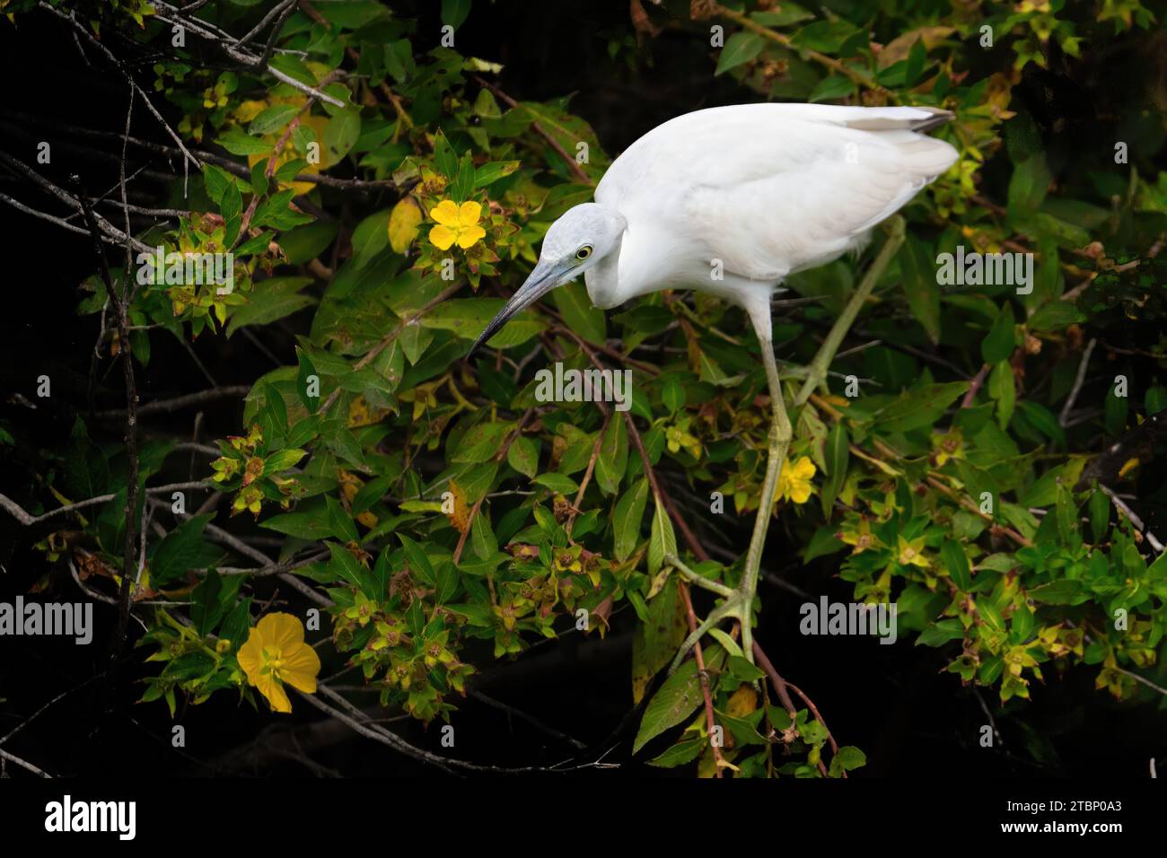Un piccolo Blue Heron giovanile Foto Stock