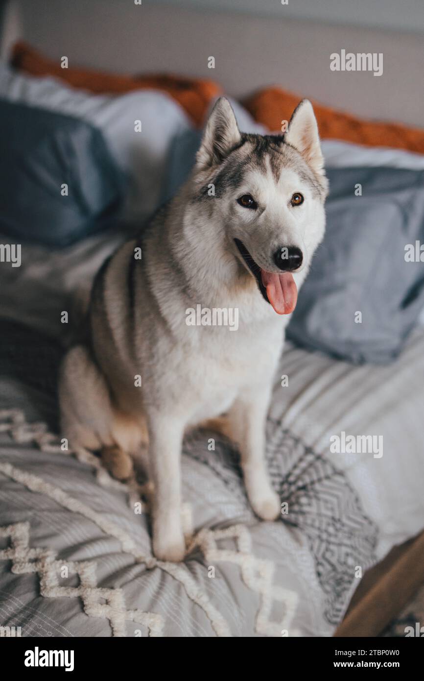 Cucciolo siberiano Husky grigio e bianco sorridente seduto su un letto Foto Stock
