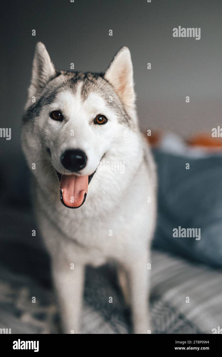Cucciolo siberiano Husky grigio e bianco sorridente alla fotocamera Foto Stock