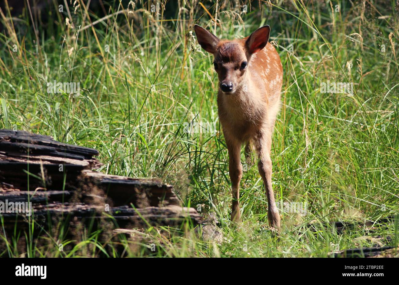 Vitello di daino a Dyrehaven, Klampenborg, Danimarca Foto Stock