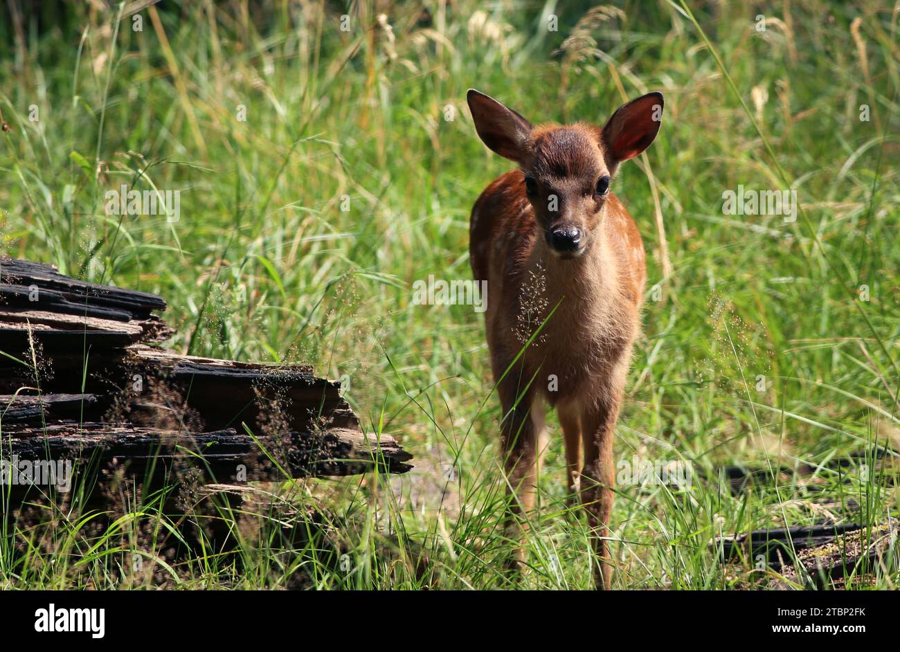 Vitello di daino a Dyrehaven, Klampenborg, Danimarca Foto Stock