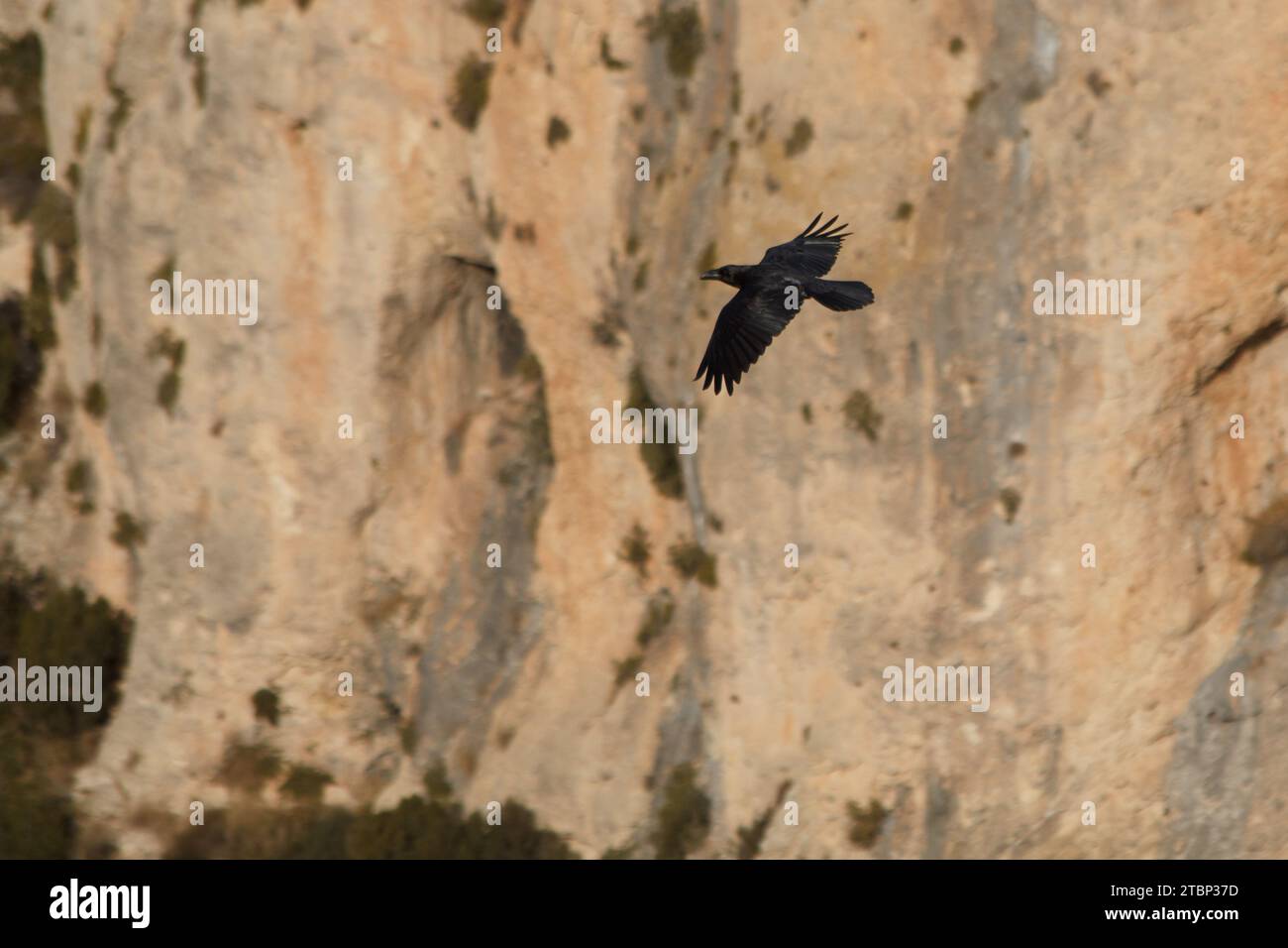 Corvus corone che vola con sfondo verticale della Cint Ravine ad Alcoi, Spagna Foto Stock