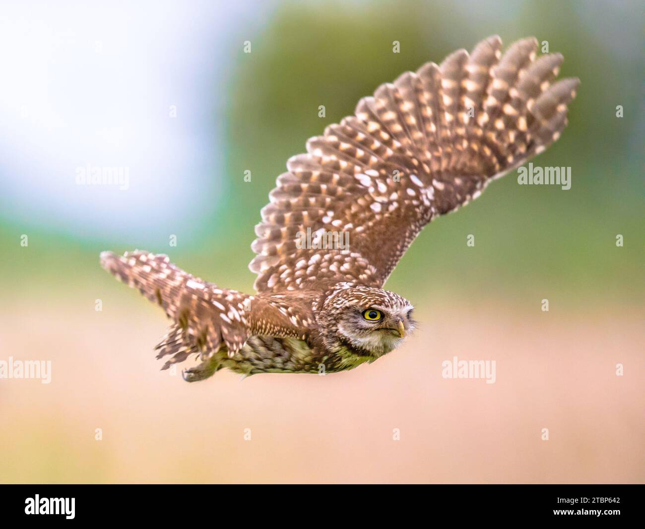 Civetta (Athene noctua) uccello notturno battenti all'alba a caccia di prede sulla campagna belga delle Fiandre Foto Stock