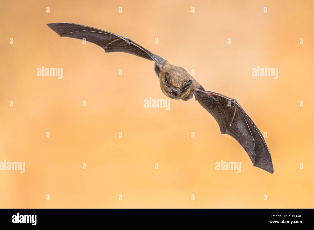 Pipistrello Pipistrelle volante (Pipistrellus pipistrellus) foto ad alta velocità di un animale da caccia su sfondo marrone. Questa specie è conosciuta per la roostina Foto Stock