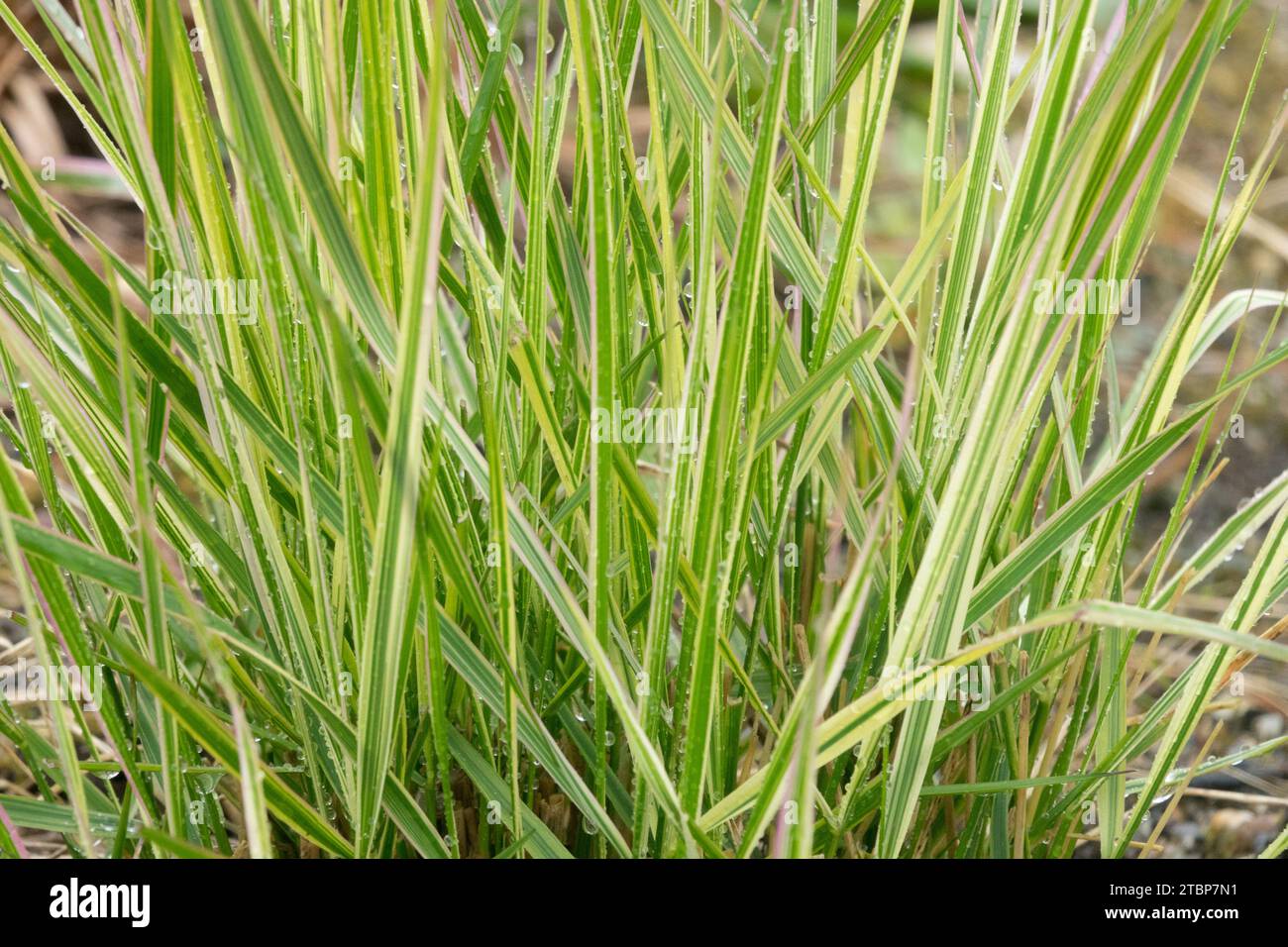 Calamagrostis Reed Grass variegata foglie di foglie di foglie Calamagrostis x acutiflora 'Overdam' stagione giardino, piuma primavera Reed Grass Plant Foto Stock