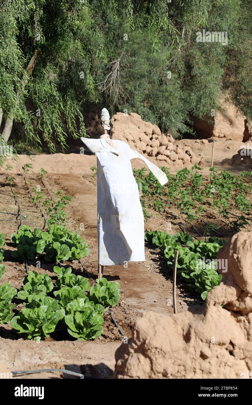 Spaventapasseri che indossa un thawb sul sentiero al Ula Heritage Oasis Trail in Arabia Saudita Foto Stock
