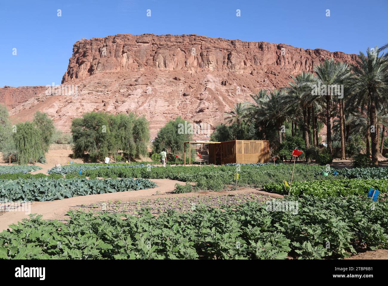 Verdure verdi e insalate che crescono sull'Heritage Oasis Trail ad al Ula, nel deserto dell'Arabia Saudita Foto Stock