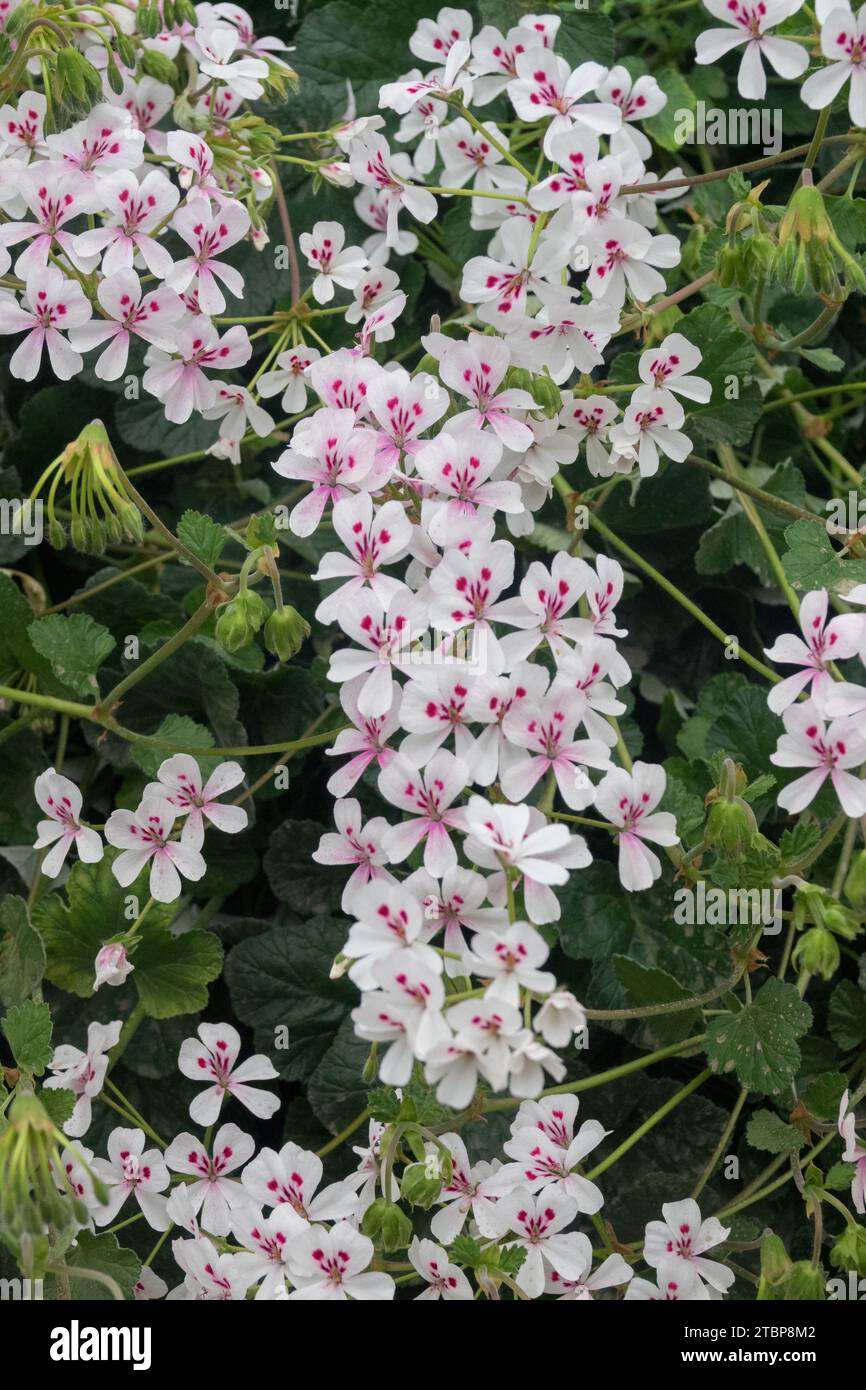 Cactus Geranium, Sweetheart Geranium, Pelargonium echinatum Flowering South Africa native Plant Pelargoniums, Prickly stemmed Pelargonium fioritura Foto Stock