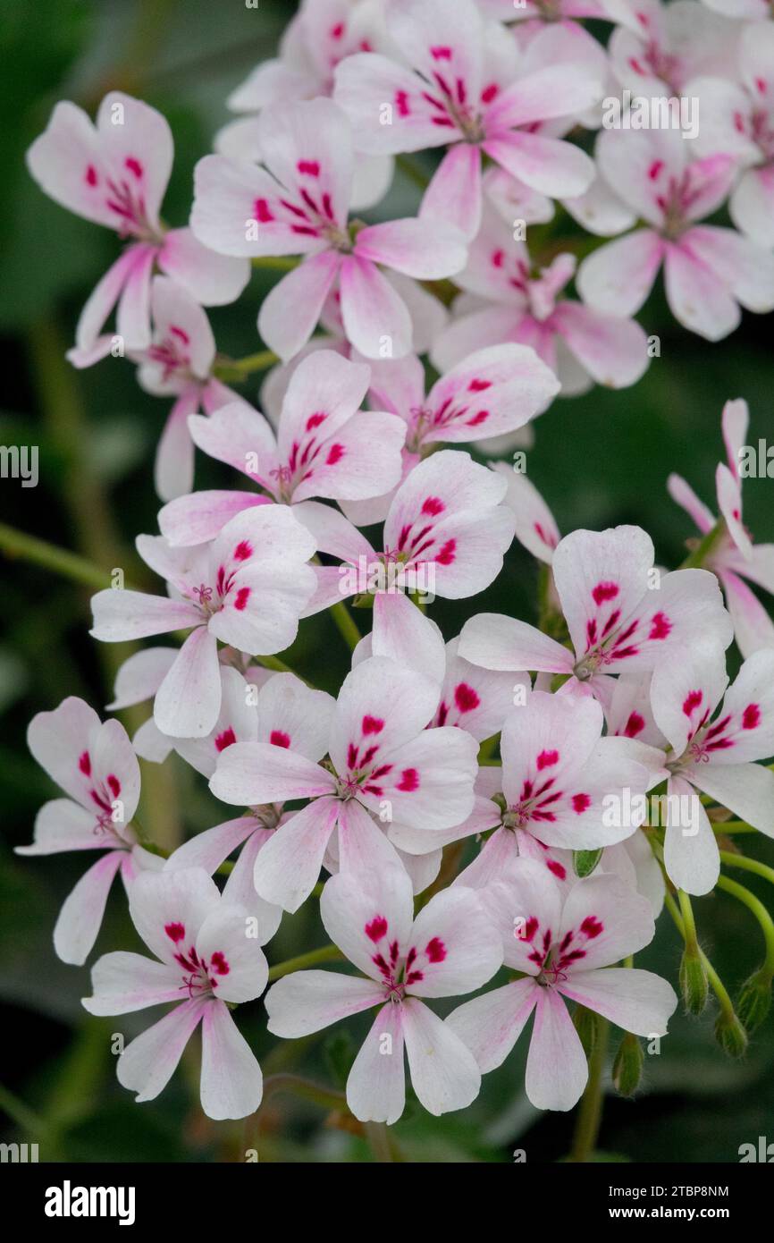 Cactus Geranium, Pelargonium echinatum, bianco, Fiori, pianta, primavera, fioritura, Pelargonium, fioritura Foto Stock