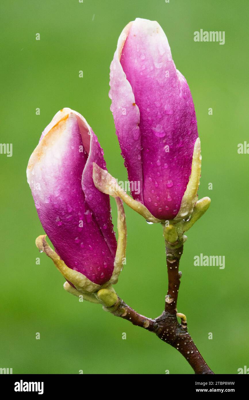 Magnolia x soulangeana 'Lennei', Magnolia, Bud, Magnolia x soulangeana, gemme, fiore, erba, Rosa, Magnolia 'Lennei', Bloom Foto Stock