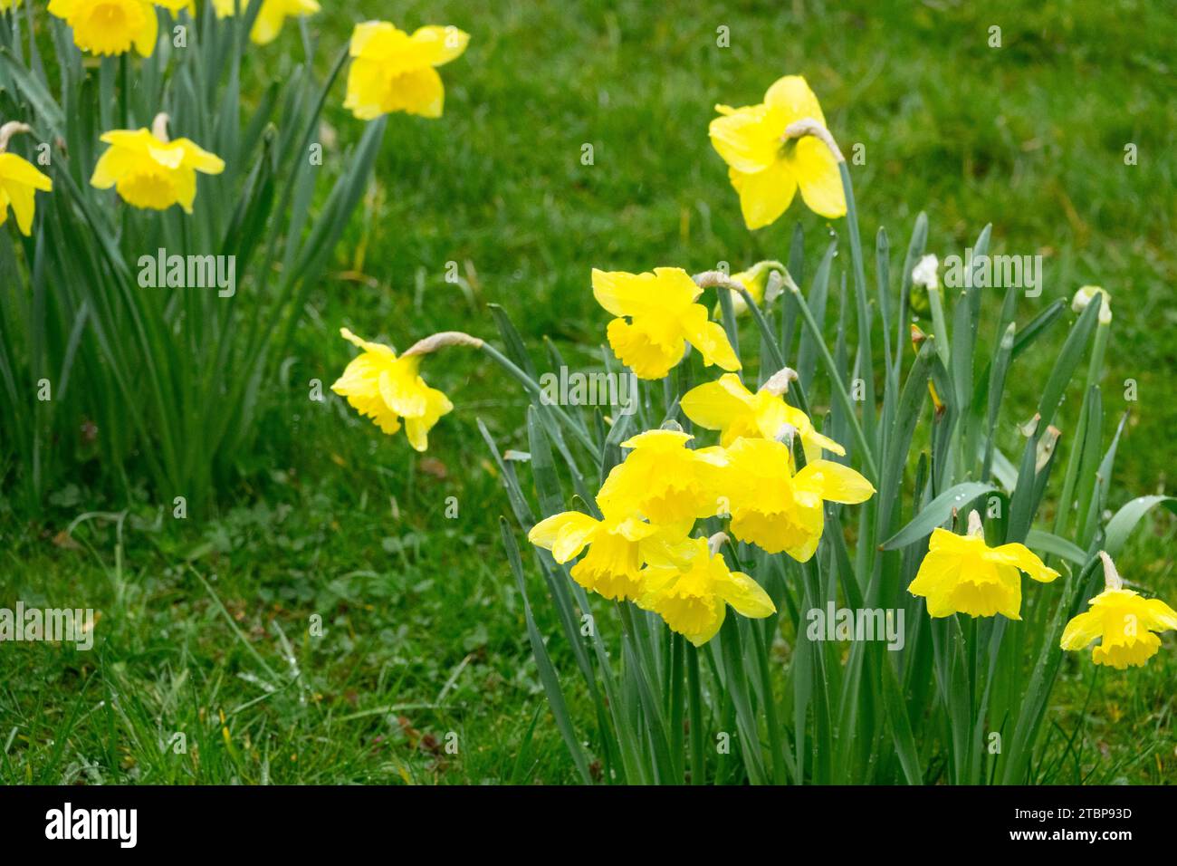 Amaryllidaceae, in, Spring, Garden, Lawn, giallo, narcisi, Narciso, fioritura Foto Stock