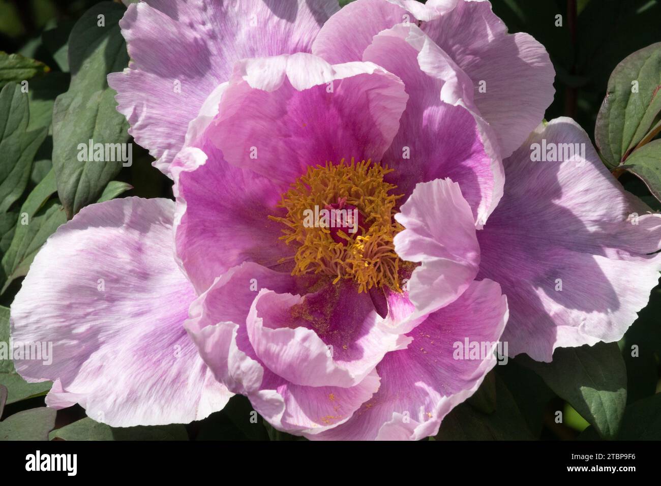 Bellissimo fiore di peonia giapponese Paeonia "Ofuji-Nishiki" viola pallido Paeonia x suffruticosa Foto Stock