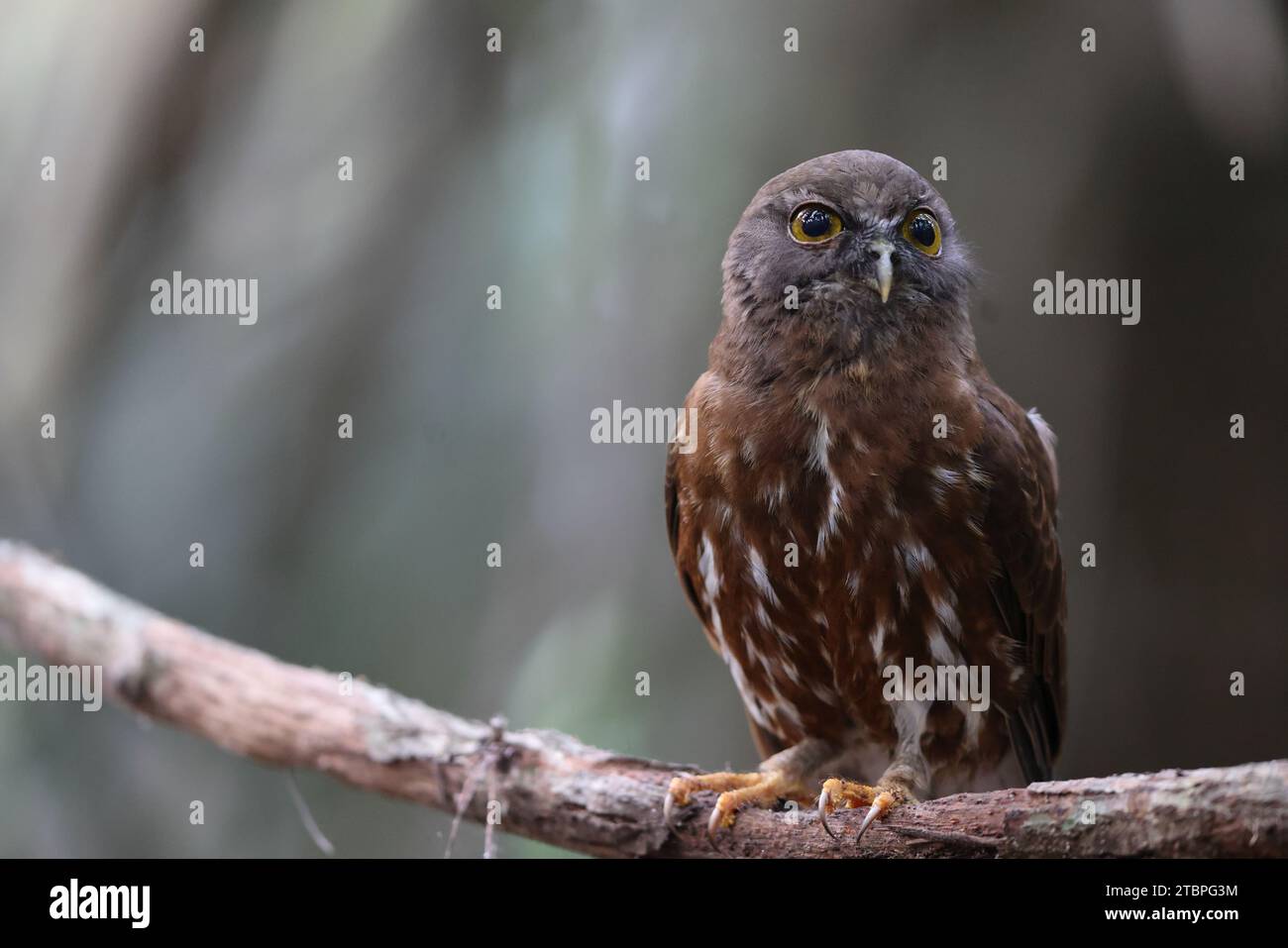 Il bobinario marrone (Ninox scutulata), noto anche come falco-gufo bruno. Questa foto è stata scattata nell'isola di Giava, Indonesia (Ninox scutulata javanensis). Foto Stock