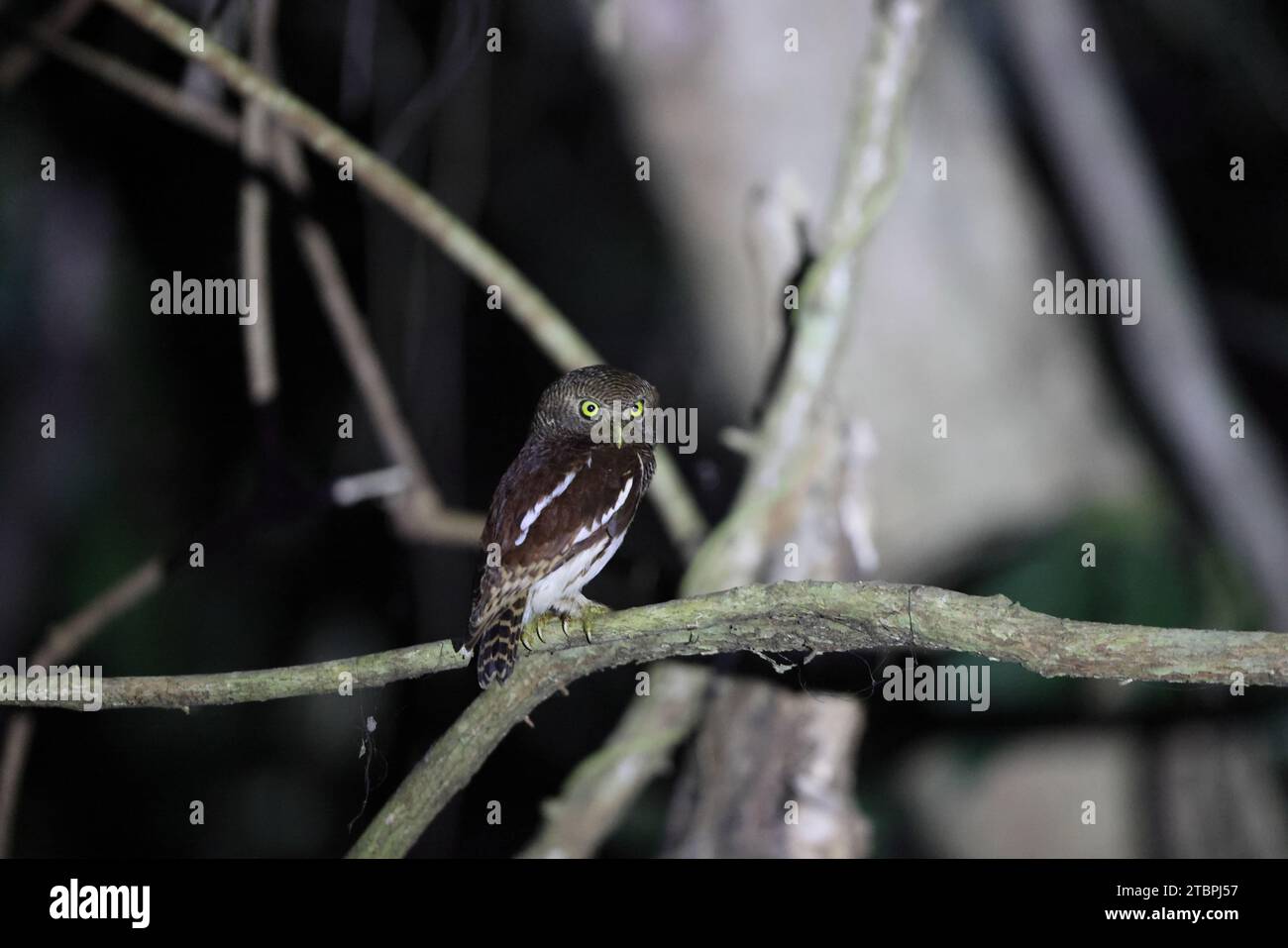 Il gufo di Giava (Glaucidium castanopterum) è una specie di gufo della famiglia Strigidae. È originaria delle isole di Giava e Bali. Foto Stock