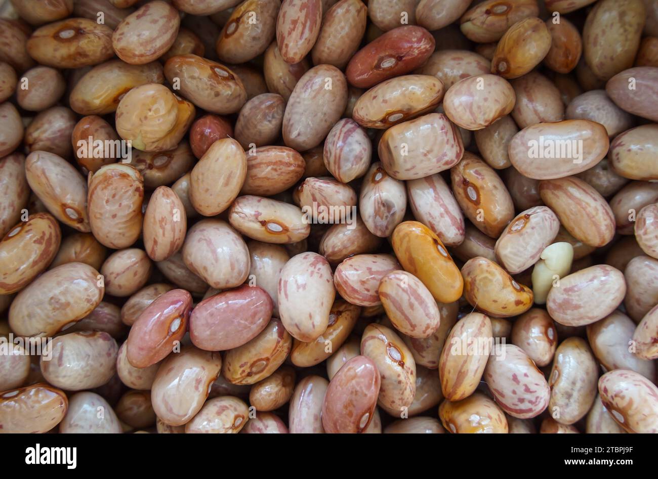 Fagioli macchiati, fagioli di fragola, fagioli pinto, crudi. imbevuto. Foto Stock