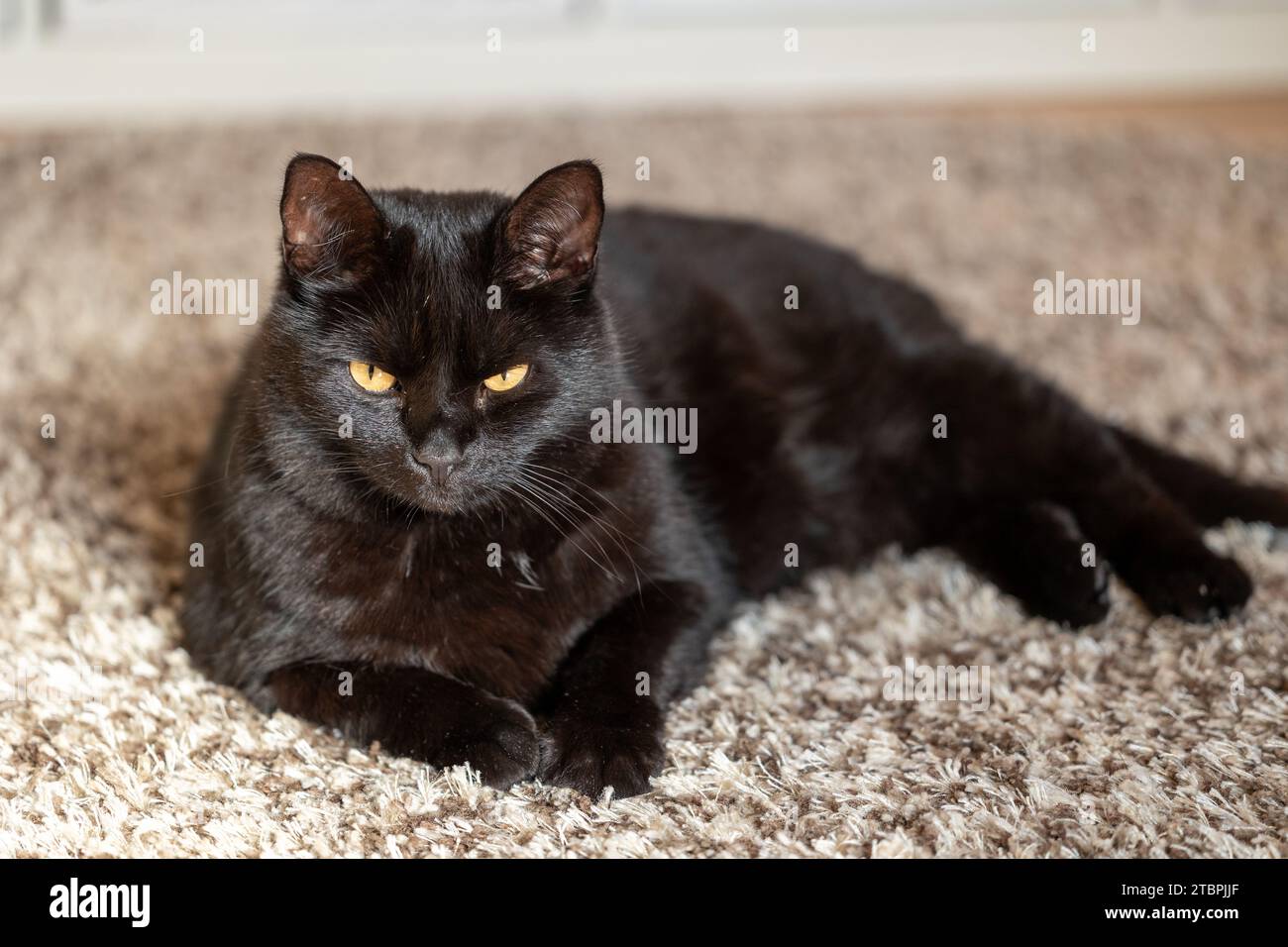 Un adorabile felino nero che si rilassa su un tappeto marrone chiaro, guardando verso l'alto con occhi arancioni luminosi Foto Stock