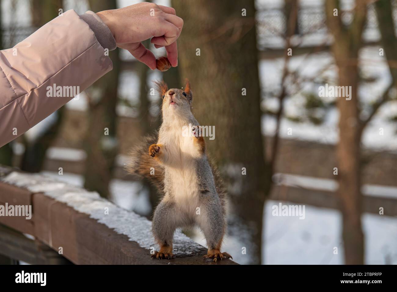 Lo scoiattolo rosso, che si trova su due gambe, cerca il cibo nella mano umana. Dare da mangiare agli scoiattoli nel parco invernale Foto Stock