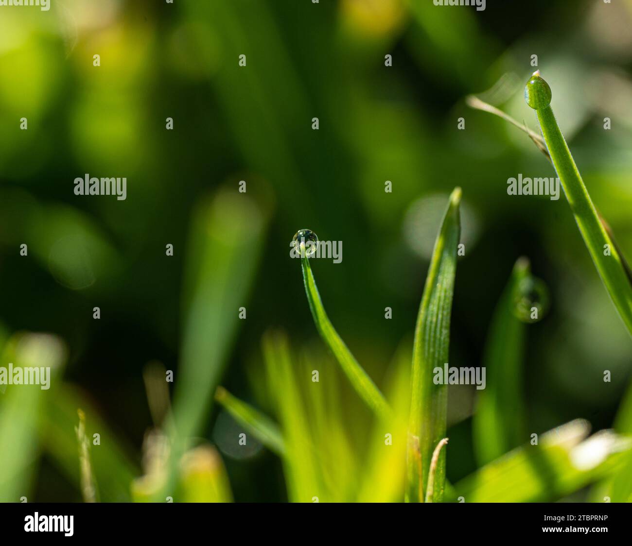 Goccia di pioggia (goccia d'acqua) catturata su un filo di erba Verde. Foto Stock
